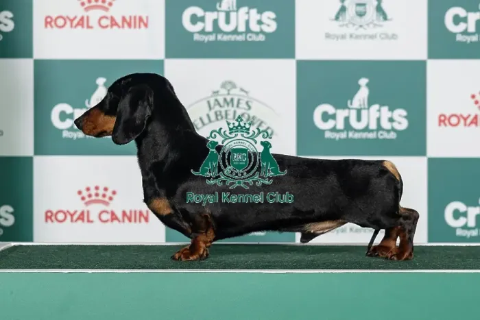 Framed Print : Dachshund (Min Smooth-Haired) Best of Breed Crufts 2026