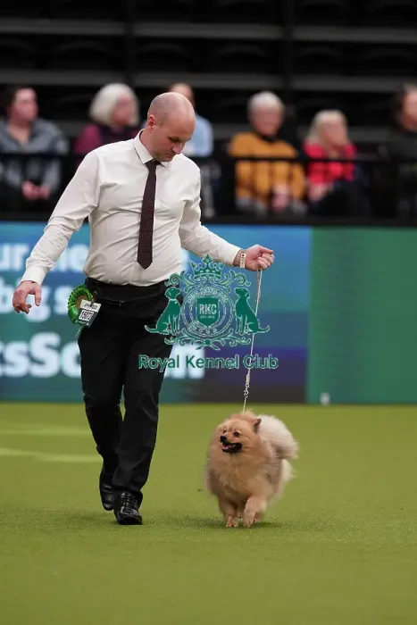 Framed Print : Dale Francis and Gary Pearce from Middlesborough, with Izzy, a German Spitz (Mittel), which was the Best of Breed winner today (Sunday 12. 03. 23), the last day of Crufts 2023, at the NEC Birmingham
