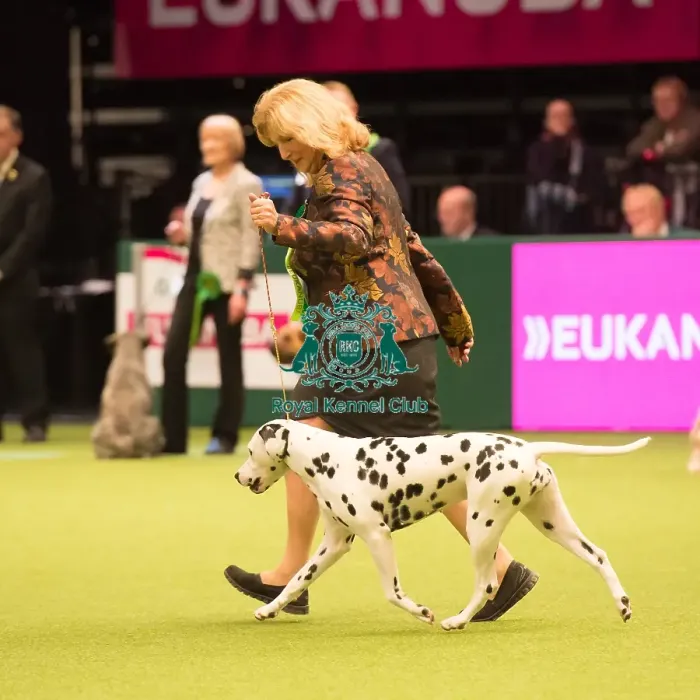 Framed Print : Dalmatian Best of Breed 2017 Framed Print : Dalmatian Best of Breed 2017