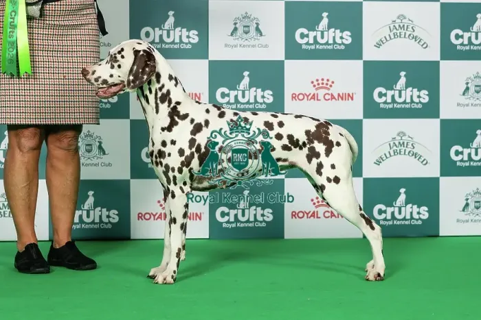 Framed Print : Dalmatian Best of Breed Crufts 2026 Framed Print : Dalmatian Best of Breed Crufts 2026