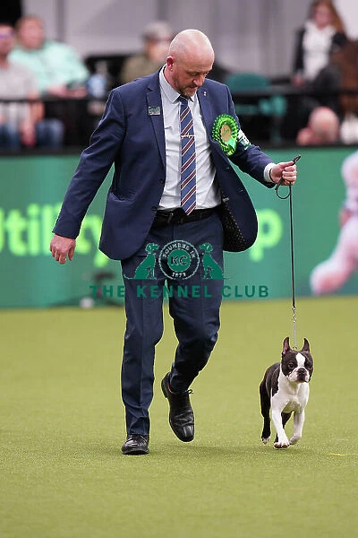 Dave Bennett from Liverpool, with Ted, a Boston Terrier, which was the Best of Breed winner today (Sunday 12. 03. 23), the last day of Crufts 2023, at the NEC Birmingham