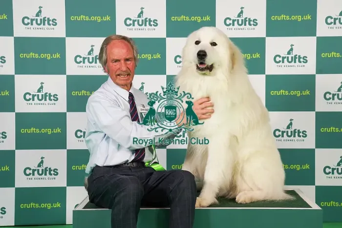Framed Print : David Edwards, from Daventry with Leo, a Pyrenean Mountain Dog, which was the Best of Breed winner today (Friday 10. 03. 23), the second day of Crufts 2023, at the NEC Birmingham Framed Print : David Edwards, from Daventry with Leo, a Pyrenean Mountain Dog, which was the Best of Breed winner today (Friday 10. 03. 23), the second day of Crufts 2023, at the NEC Birmingham