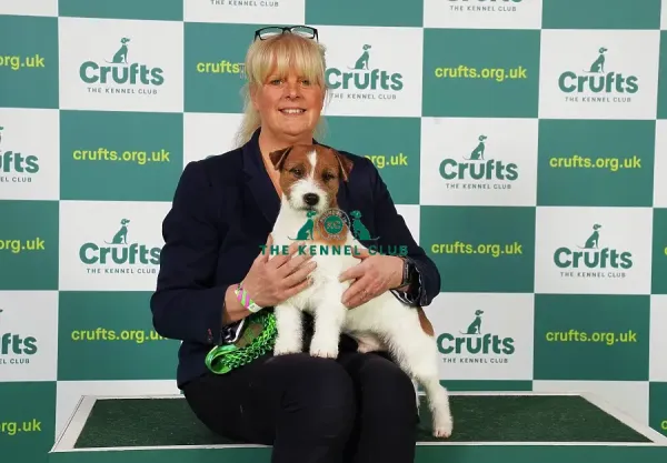 Jack Russell Terrier Group Crufts Terrier 2019 Terrier Crufts 2019