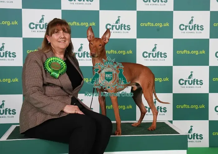 Framed Print : Debbie McDonnell from Essex with Rafa, a Cirneco dell'Etna, which was the Best of Breed winner today (Saturday 11. 03. 23), the third day of Crufts 2023, at the NEC Birmingham Framed Print : Debbie McDonnell from Essex with Rafa, a Cirneco dell'Etna, which was the Best of Breed winner today (Saturday 11. 03. 23), the third day of Crufts 2023, at the NEC Birmingham