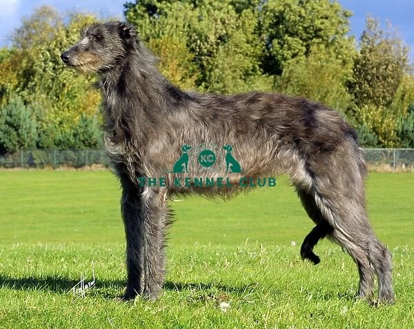 Deerhound. A portrait of a Deerhound standing outside shown in profile