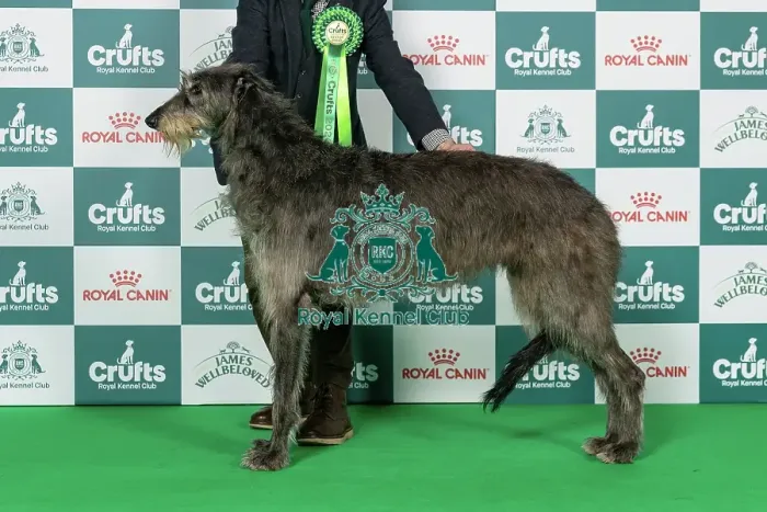 Framed Print : Deerhound Best of Breed Crufts 2026 Framed Print : Deerhound Best of Breed Crufts 2026