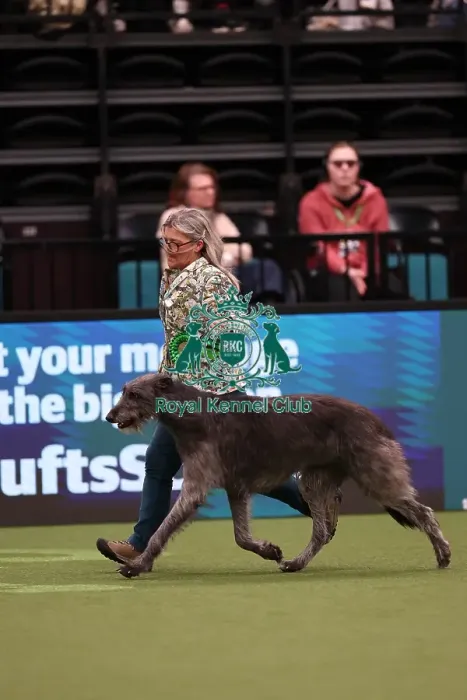 Framed Print : Dena Abbott and Nicola Bailey from Leicestershire with Pearl, a Deerhound, which was the Best of Breed winner today (Saturday 11. 03. 23), the third day of Crufts 2023, at the NEC Birmingham Framed Print : Dena Abbott and Nicola Bailey from Leicestershire with Pearl, a Deerhound, which was the Best of Breed winner today (Saturday 11. 03. 23), the third day of Crufts 2023, at the NEC Birmingham