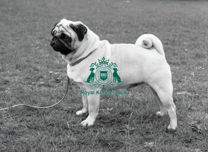Framed Print : Pug. Dingleberry Vega. Note - There is increased concern among dog welfare organisations Framed Print : Pug. Dingleberry Vega. Note - There is increased concern among dog welfare organisations