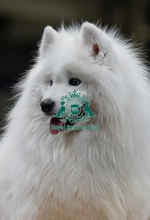 Framed Print : Dirmuid Saim from Edinburgh grooms Tattoo a Samoyed today (Sunday 09) Framed Print : Dirmuid Saim from Edinburgh grooms Tattoo a Samoyed today (Sunday 09)