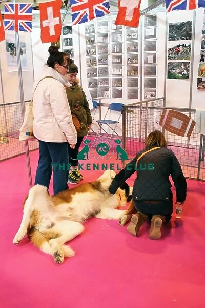 discover dog stands