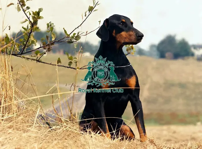 Framed Print : Dobermann Framed Print : Dobermann