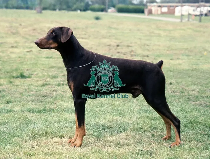 Framed Print : Dobermann Framed Print : Dobermann