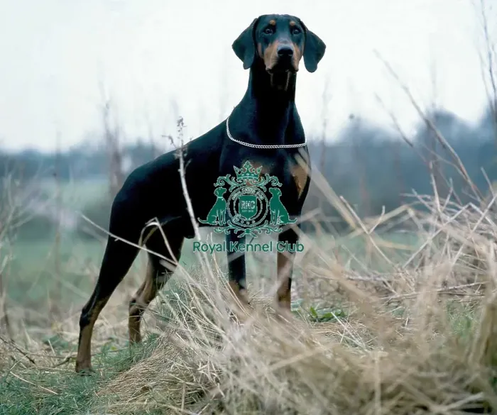 Framed Print : Dobermann Framed Print : Dobermann
