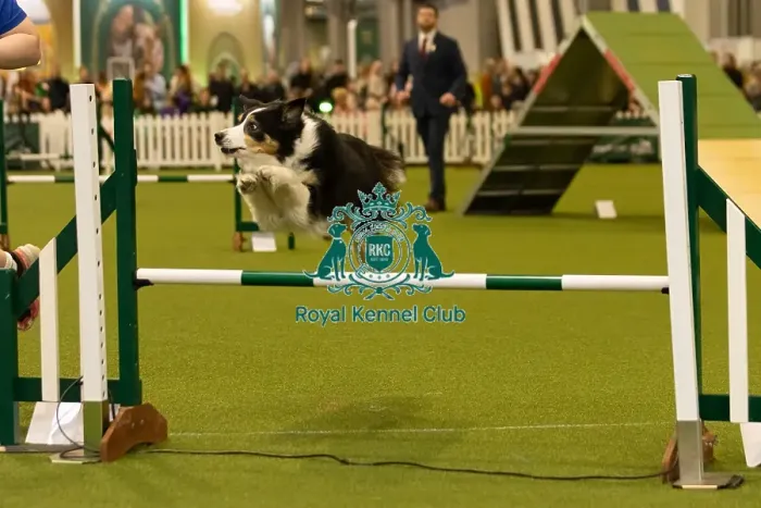 Framed Print : Dog Jumping over obstacle on Agility Course Framed Print : Dog Jumping over obstacle on Agility Course