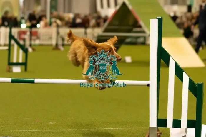 Framed Print : Dog Jumping over obstacle on Agility Course Framed Print : Dog Jumping over obstacle on Agility Course