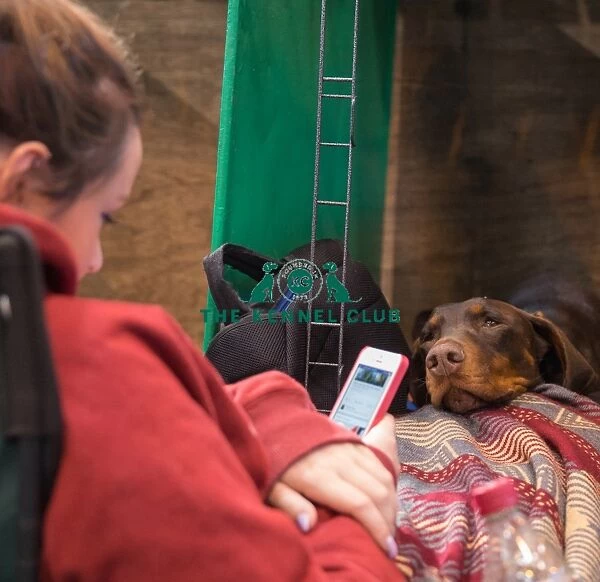 Dog looking at girl on mobile phone