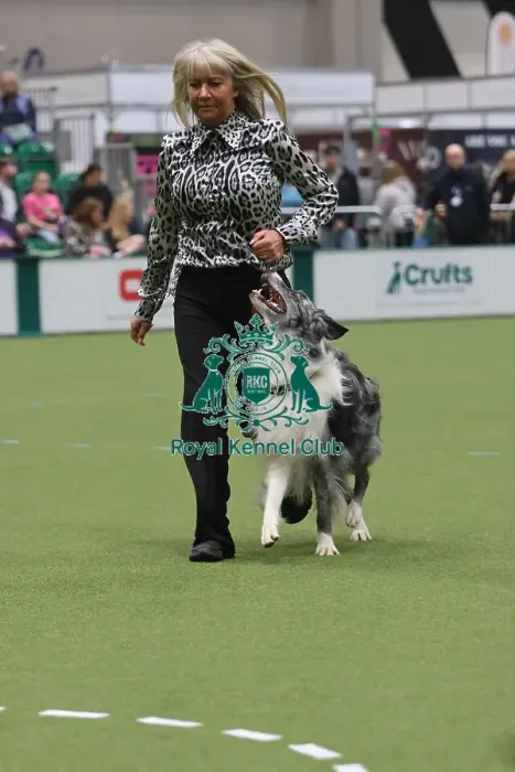 Framed Print : Dog Obedience Championship Winner - Crufts 2026 Dog Obedience Championship Winner - Crufts 2026