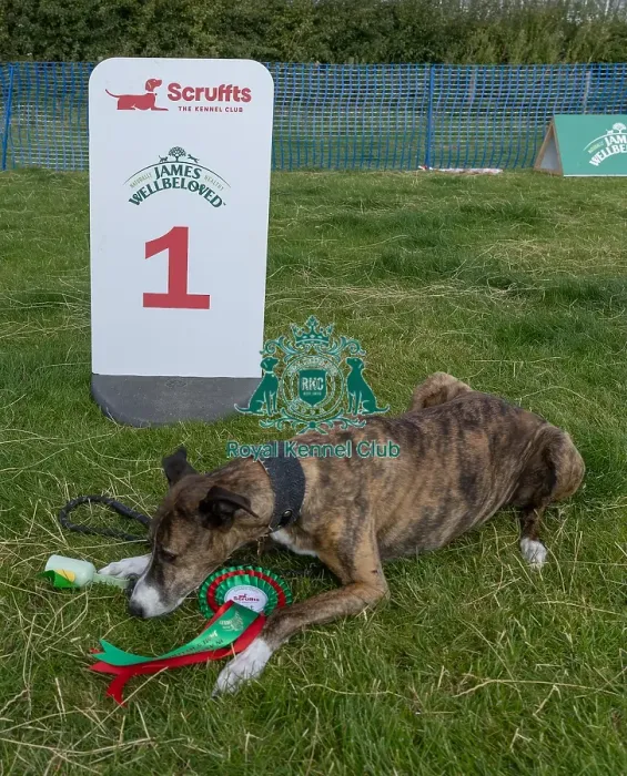 Framed Print : Dog Name Ollie Scruffts Heats Dog Only Scruffts Family Crossbreed Of The Year Competition