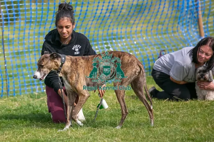 Framed Print : Dog Name Ollie Scruffts Heats Scruffts Family Crossbreed Of The Year Competition