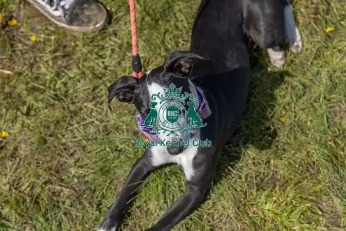 Framed Print : Dog Only Prettiest Crossbreed Bitch Class Hylands Park Framed Print : Dog Only Prettiest Crossbreed Bitch Class Hylands Park
