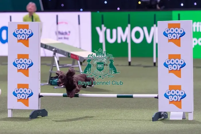 Framed Print : Dylan Osborne with Jelly, Competing in the Small Championship Agility Final