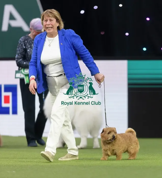 Framed Print : Easy, a Norfolk Terrier, competing in the Junior Warrant Final today (05)