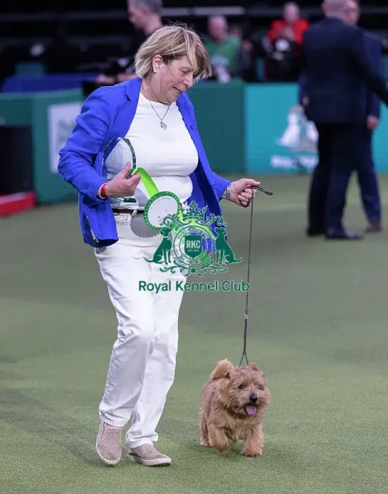 Framed Print : Easy, a Norfolk Terrier, Winner of the Junior Warrant Final today (05) Framed Print : Easy, a Norfolk Terrier, Winner of the Junior Warrant Final today (05)