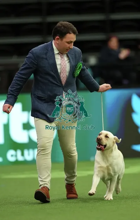 Framed Print : Ed Casey from South Warwickshire with Ada, a Labrador, which was the Best of Breed winner today (Thursday 09. 03. 23), the first day of Crufts 2023, at the NEC Birmingham Framed Print : Ed Casey from South Warwickshire with Ada, a Labrador, which was the Best of Breed winner today (Thursday 09. 03. 23), the first day of Crufts 2023, at the NEC Birmingham
