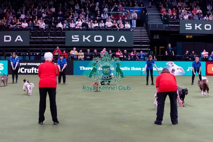 Framed Print : Elizabeth Rawlinson with her dog River competing in Good Citizen Dog Training scheme display in the main arena Framed Print : Elizabeth Rawlinson with her dog River competing in Good Citizen Dog Training scheme display in the main arena