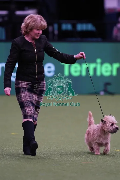 Framed Print : Elizabeth Theodorson and Merril Schmitt from Canada with Danny, a Cairn Terrier, which was the Best of Breed winner today (Saturday 11. 03. 23), the third day of Crufts 2023, at the NEC Birmingham Framed Print : Elizabeth Theodorson and Merril Schmitt from Canada with Danny, a Cairn Terrier, which was the Best of Breed winner today (Saturday 11. 03. 23), the third day of Crufts 2023, at the NEC Birmingham