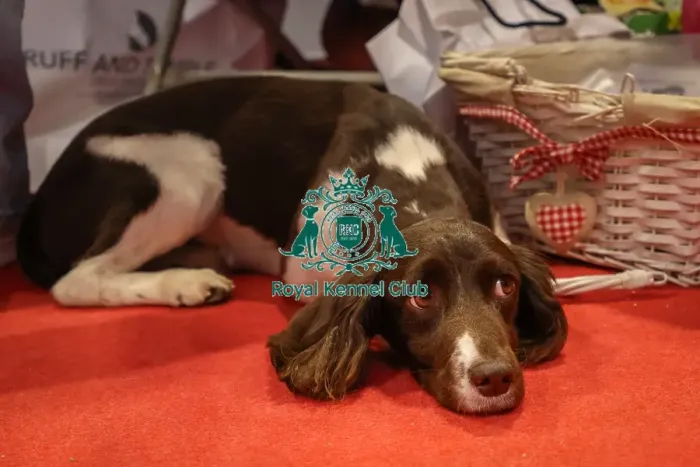 Framed Print : English Springer Spaniel at Discover Dogs Framed Print : English Springer Spaniel at Discover Dogs