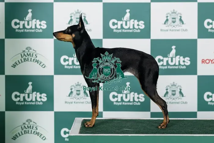 Framed Print : English Toy Terrier (Black and Tan) Best of Breed Crufts 2026 Framed Print : English Toy Terrier (Black and Tan) Best of Breed Crufts 2026