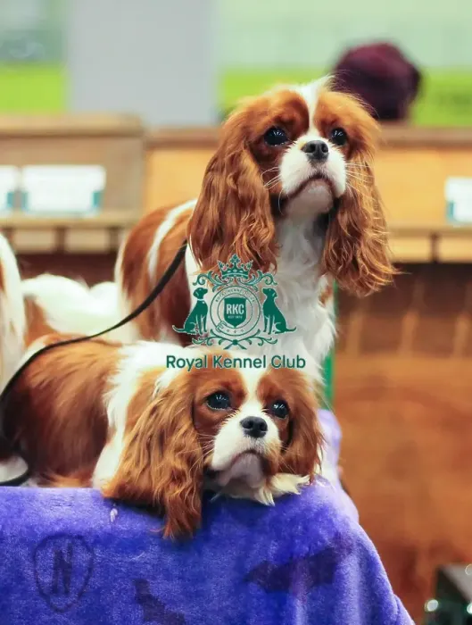 Framed Print : Enid and Pugsley, King Charles Cavalier Spaniels, owner Kayleigh Hawkins Framed Print : Enid and Pugsley, King Charles Cavalier Spaniels, owner Kayleigh Hawkins