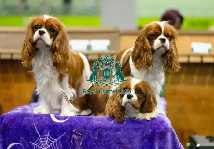 Framed Print : Enid and Pugsley, King Charles Cavalier Spaniels, owner Kayleigh Hawkins Framed Print : Enid and Pugsley, King Charles Cavalier Spaniels, owner Kayleigh Hawkins