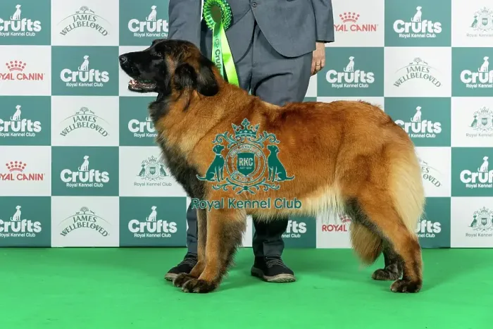 Framed Print : Estrela Mountain Dog Best of Breed Crufts 2026 Framed Print : Estrela Mountain Dog Best of Breed Crufts 2026