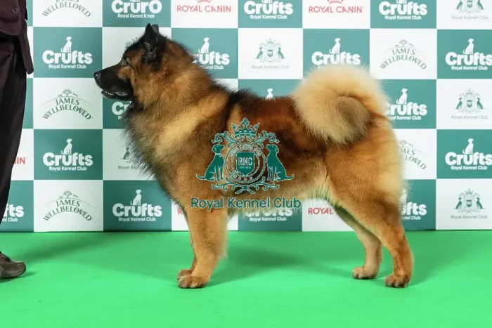 Framed Print : Eurasier Best of Breed Crufts 2026 Framed Print : Eurasier Best of Breed Crufts 2026