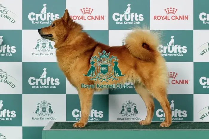 Framed Print : Finnish Spitz Best of Breed Crufts 2026 Framed Print : Finnish Spitz Best of Breed Crufts 2026