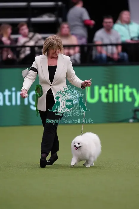Framed Print : Fiona Grayer from Sussex, with Henri, a German Spitz (Klein), which was the Best of Breed winner today (Sunday 12. 03. 23), the last day of Crufts 2023, at the NEC Birmingham
