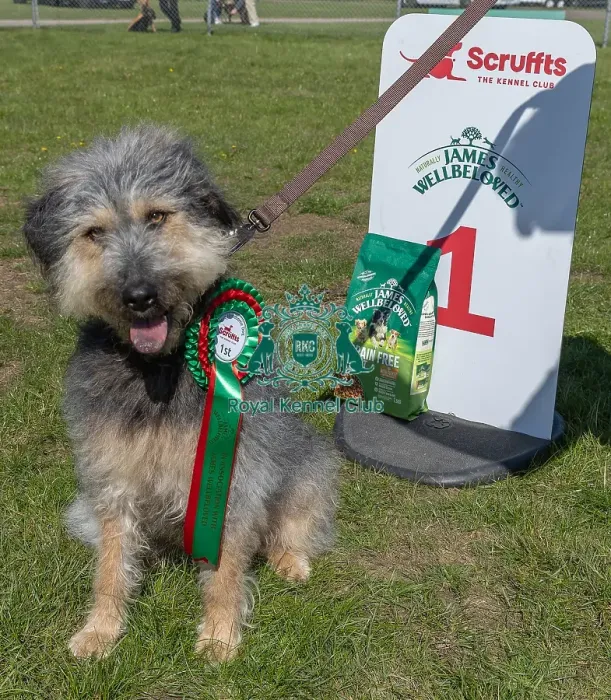 Framed Print : First Placed, Sunday 15th September 2024, Dog Only, Scruffts Family Crossbreed Of The Year Competition, Dog Name: Arthur, Sponsor Name Framed Print : First Placed, Sunday 15th September 2024, Dog Only, Scruffts Family Crossbreed Of The Year Competition, Dog Name: Arthur, Sponsor Name