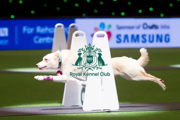 Framed Print : Flyball Framed Print : Flyball
