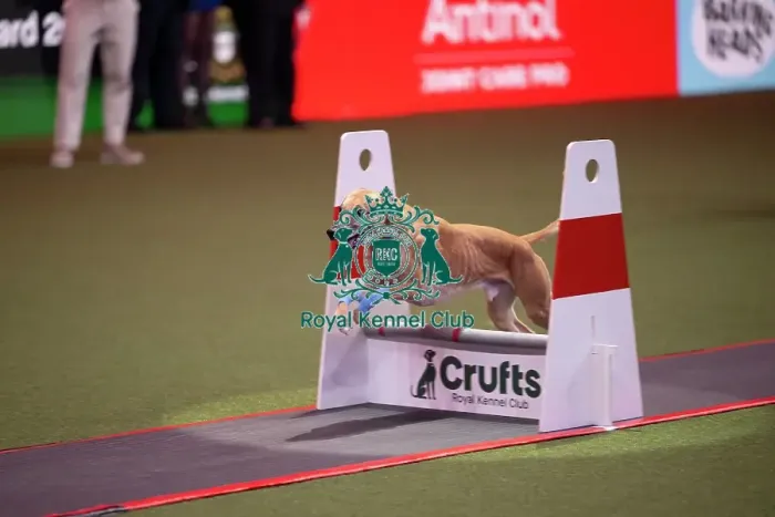 Framed Print : Flyball at Crufts on Friday, March 6th 2026 Framed Print : Flyball at Crufts on Friday, March 6th 2026