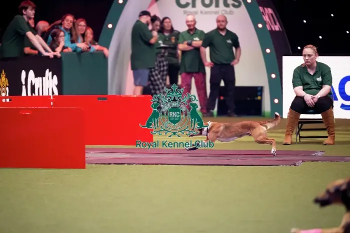 Framed Print : Flyball at Crufts on Friday, March 6th 2026 Framed Print : Flyball at Crufts on Friday, March 6th 2026