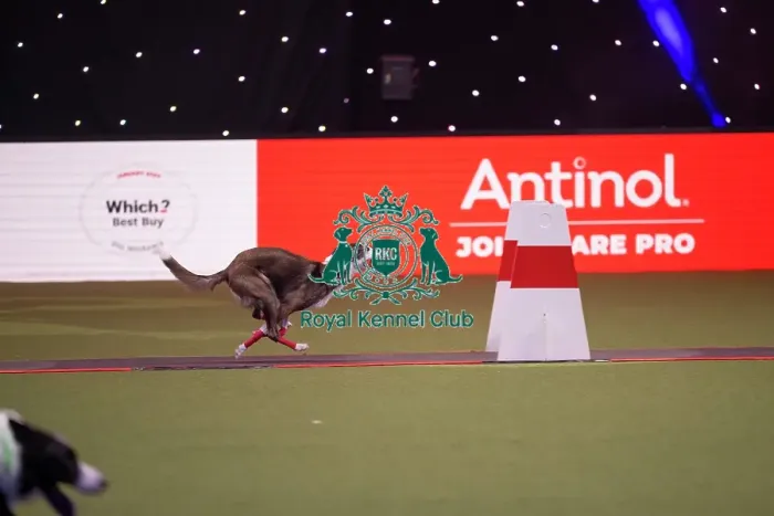 Framed Print : Flyball at Crufts on Thursday March 5th 2026 Framed Print : Flyball at Crufts on Thursday March 5th 2026