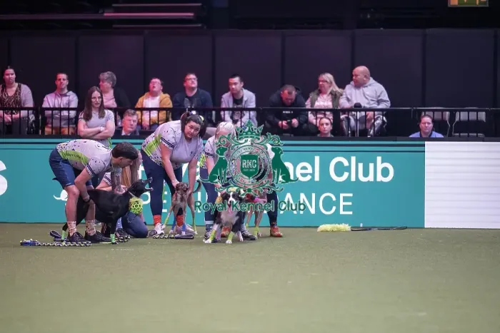 Framed Print : Flyball at Crufts on Saturday, March 7th 2026