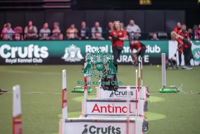 Framed Print : Flyball at Crufts on Saturday, March 7th 2026 Framed Print : Flyball at Crufts on Saturday, March 7th 2026