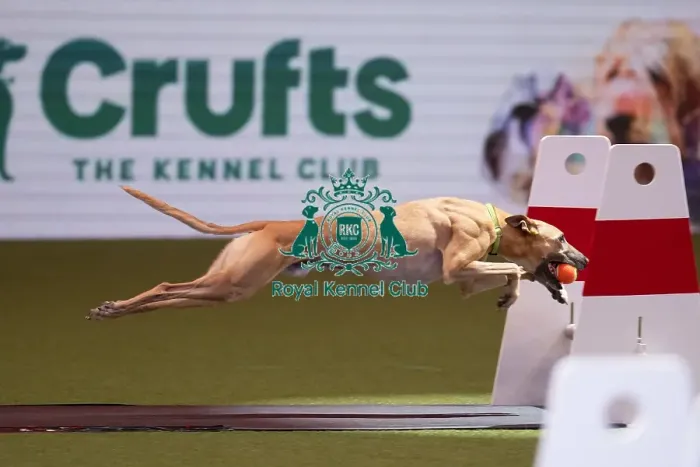 Framed Print : Flyball Crufts 2022 Framed Print : Flyball Crufts 2022