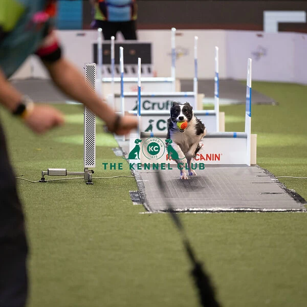 Flyball Crufts 2022