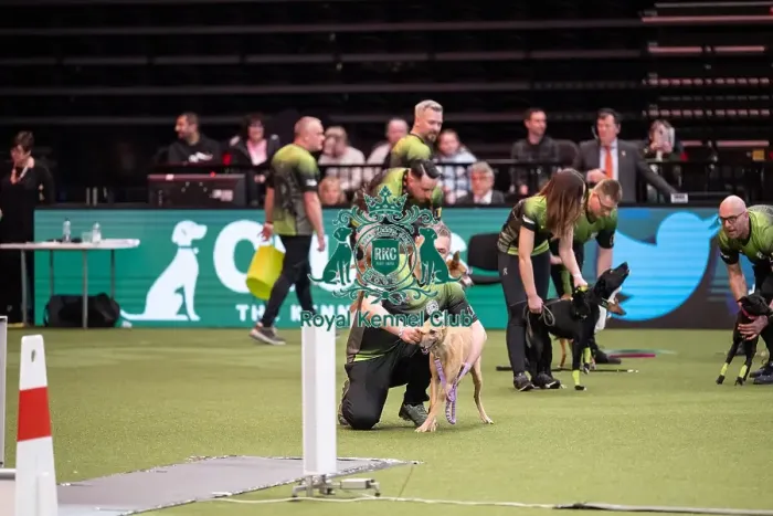 Framed Print : Flyball Crufts 2022 Framed Print : Flyball Crufts 2022