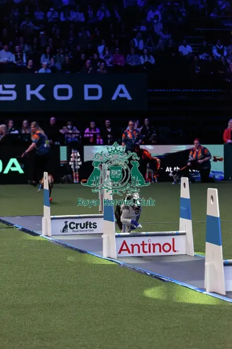 Framed Print : Flyball Final