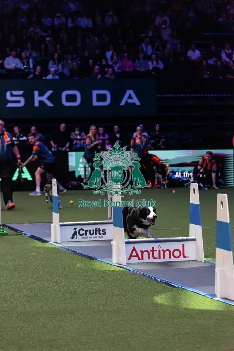 Framed Print : Flyball Final